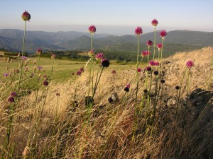 Près de Pierre Aurelle